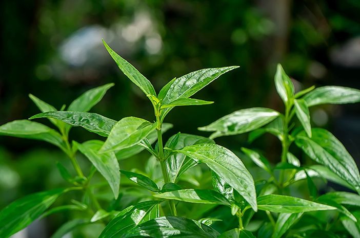 Manfaat Tanaman Herbal untuk Kesehatan Tubuh Sehari-hari